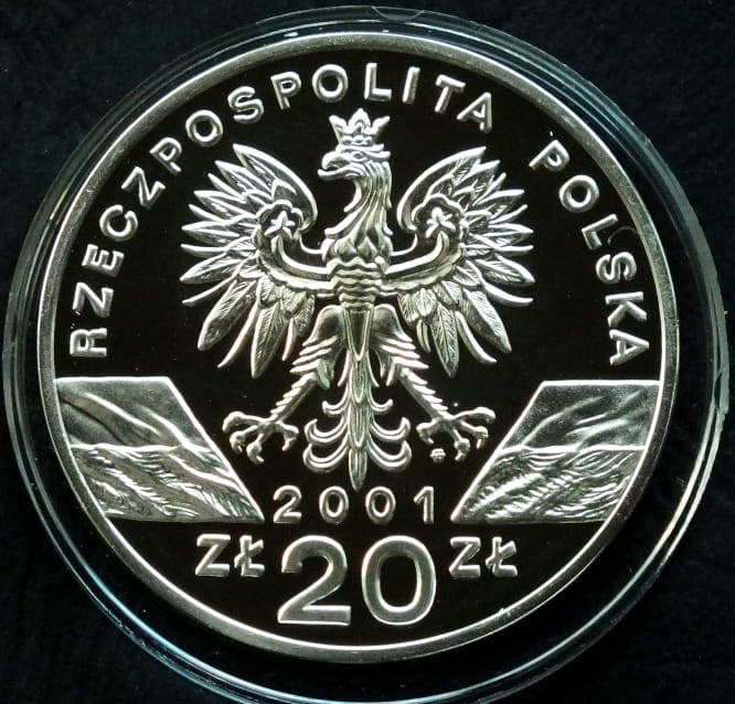 20 zł Paź Królowej (łac. Papilio machano)