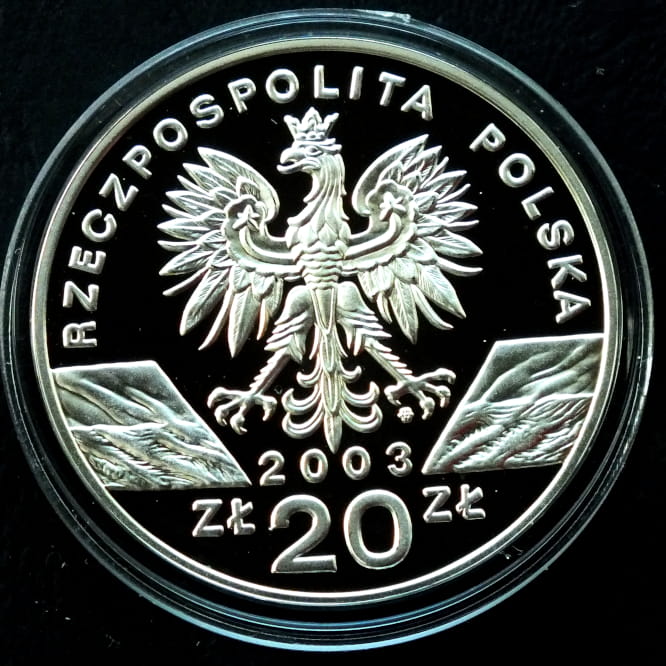 20 zł Węgorz europejski (łac. Anguilla anguilla)